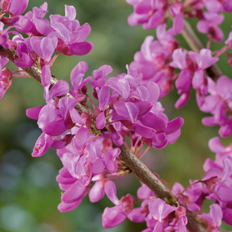 Cercis Canadensis Forest Pansy Single Stem - View 15 from www redcrocus com