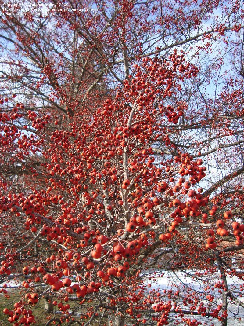 Crataegus Viridis Winter King - View 17 from www redcrocus com