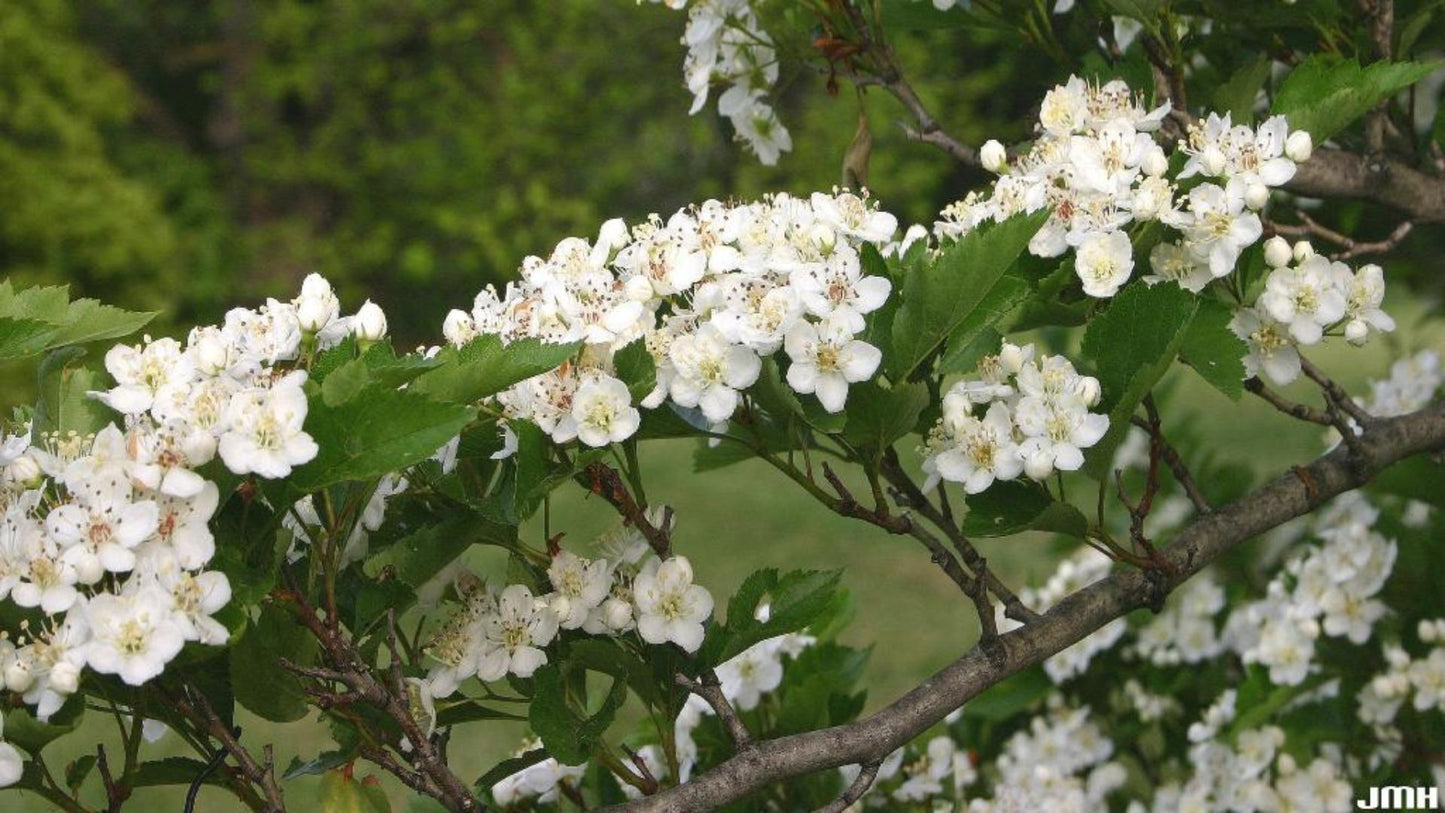 Crataegus Viridis Winter King - View 2 from www redcrocus com