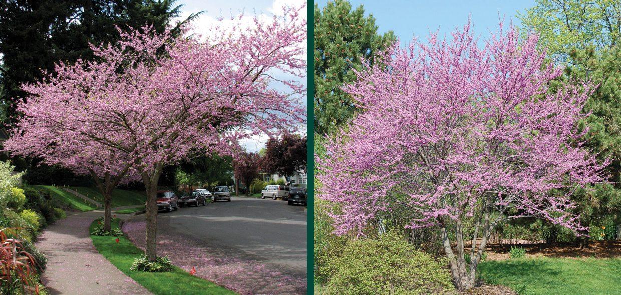 Cercis Canadensis Single Stem - View 11 from www redcrocus com