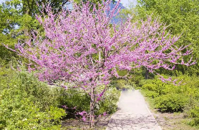 Cercis Canadensis Single Stem - View 12 from www redcrocus com