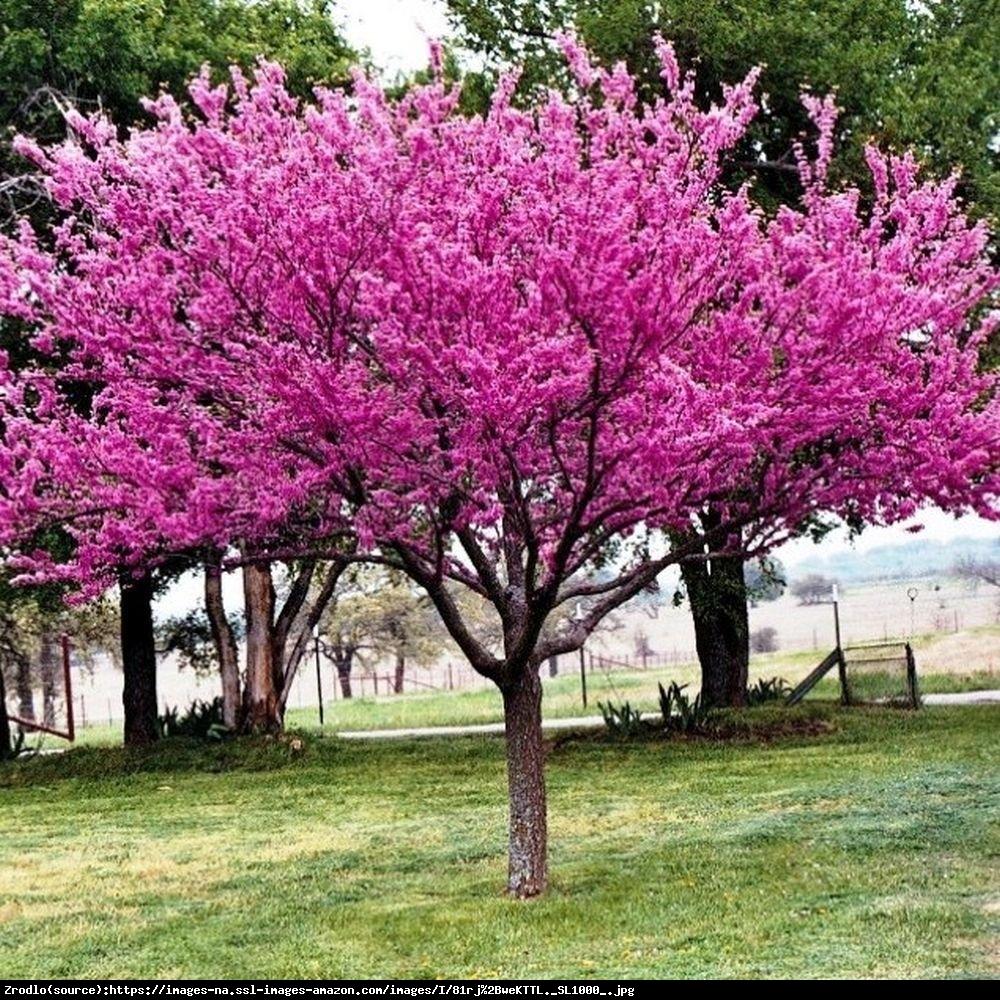 Cercis Canadensis Single Stem - View 14 from www redcrocus com