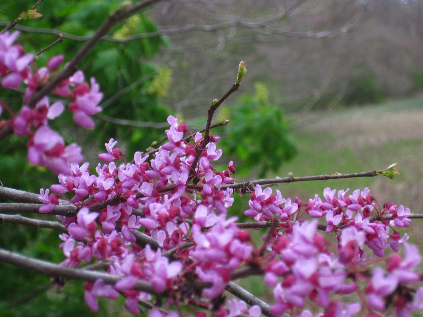 Cercis Canadensis Single Stem - View 16 from www redcrocus com