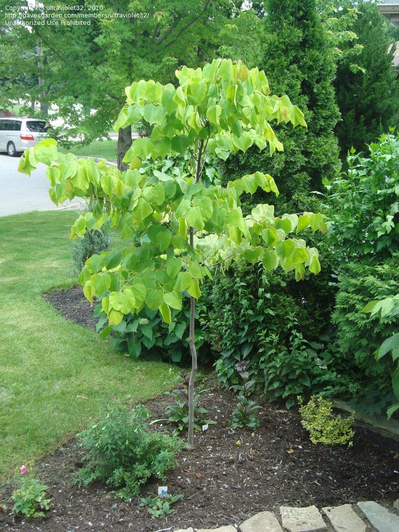 Cercis Canadensis Single Stem - View 18 from www redcrocus com