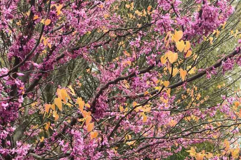 Cercis Canadensis Single Stem - View 18 from www redcrocus com