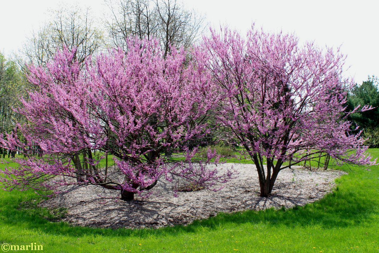 Cercis Canadensis Single Stem - View 19 from www redcrocus com