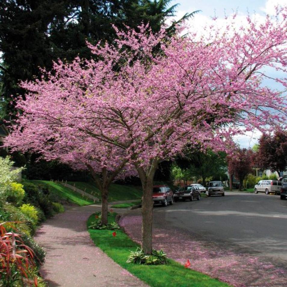 Cercis Canadensis Single Stem - View 3 from www redcrocus com