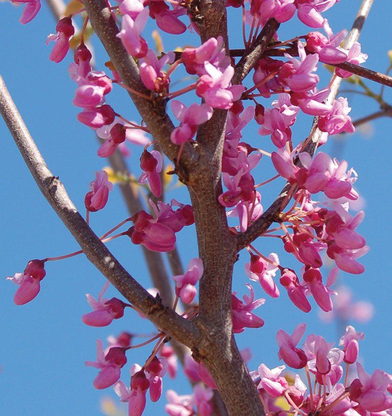 Cercis Canadensis Single Stem - View 4 from www redcrocus com
