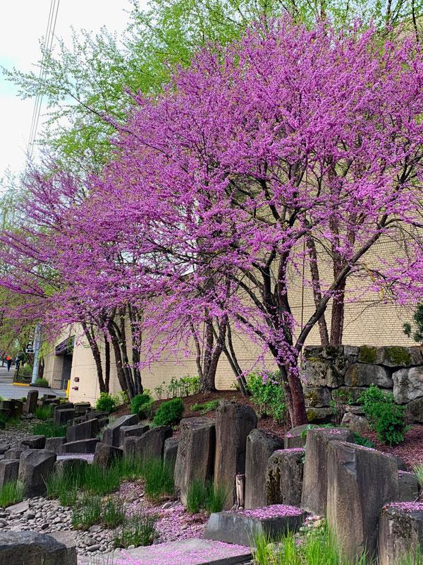 Cercis Canadensis Single Stem - View 7 from www redcrocus com
