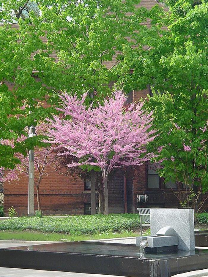 Cercis Canadensis Single Stem - View 9 from www redcrocus com