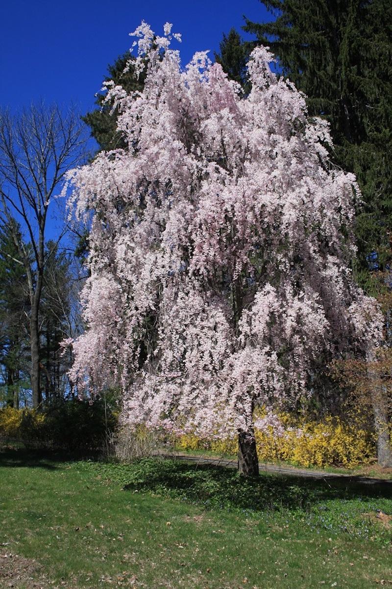 Prunus Subhirtella Pendula - View 10 from www redcrocus com