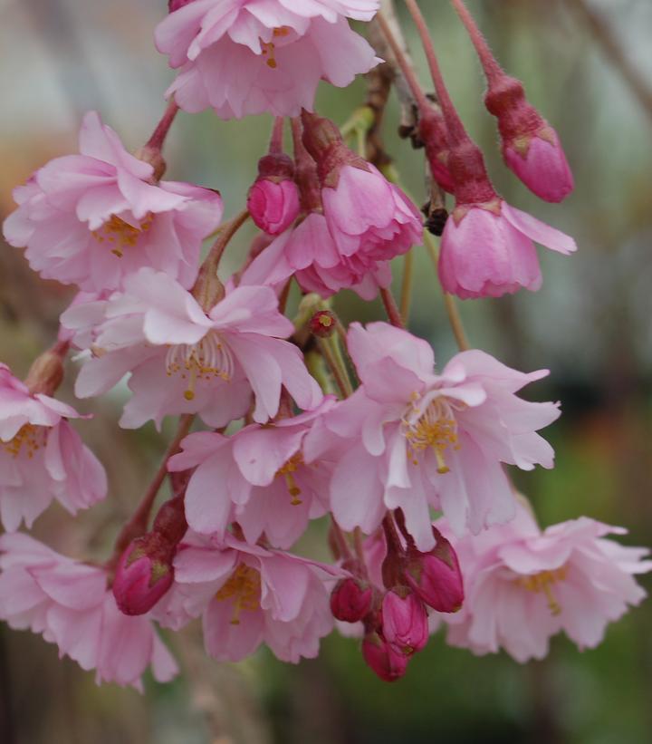 Prunus Subhirtella Pendula - View 13 from www redcrocus com