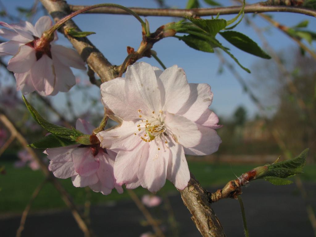 Prunus Subhirtella Pendula - View 14 from www redcrocus com
