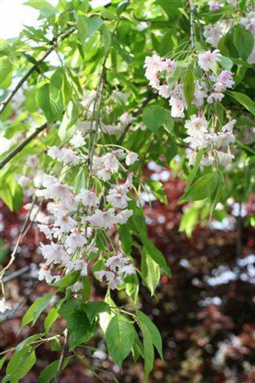 Prunus Subhirtella Pendula - View 17 from www redcrocus com
