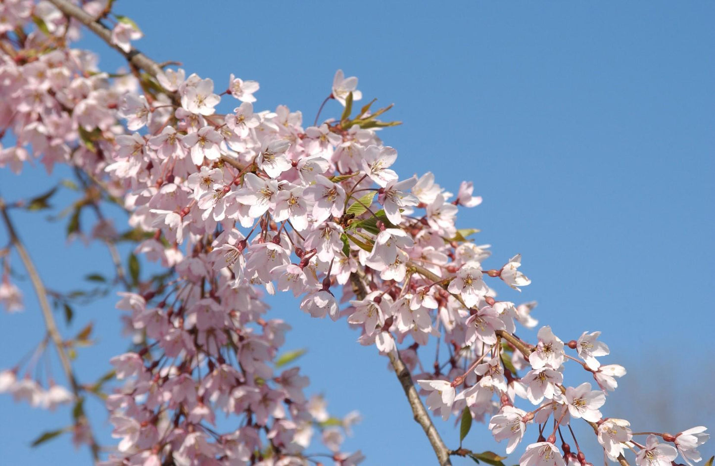 Prunus Subhirtella Pendula - View 18 from www redcrocus com