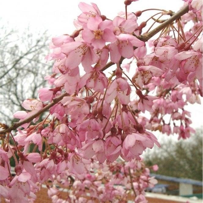 Prunus Subhirtella Pendula - View 19 from www redcrocus com