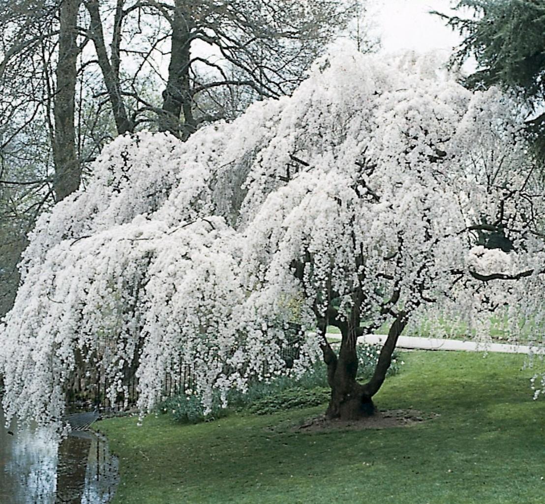 Prunus Subhirtella Pendula - View 1 from www redcrocus com