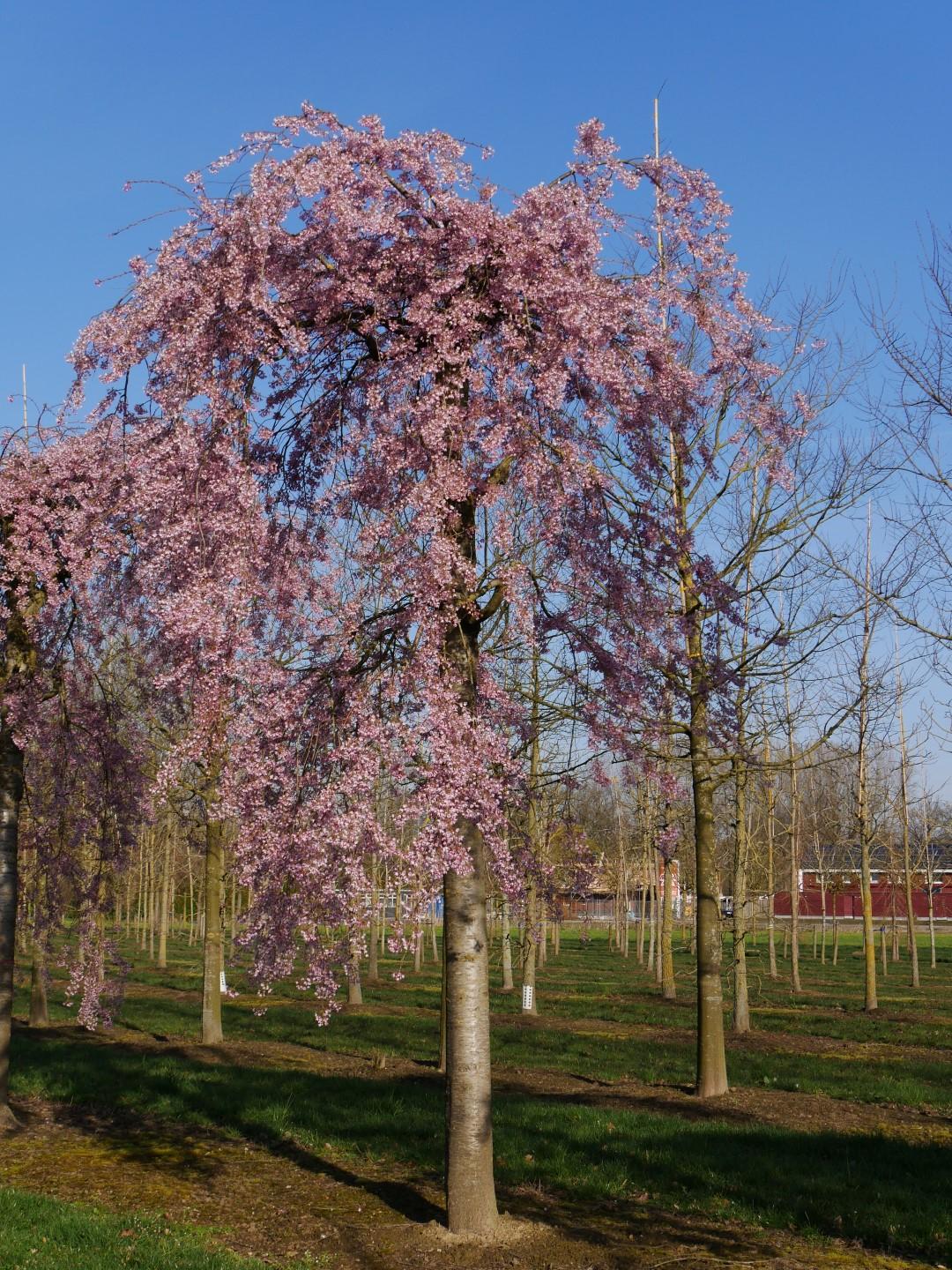 Prunus Subhirtella Pendula - View 2 from www redcrocus com