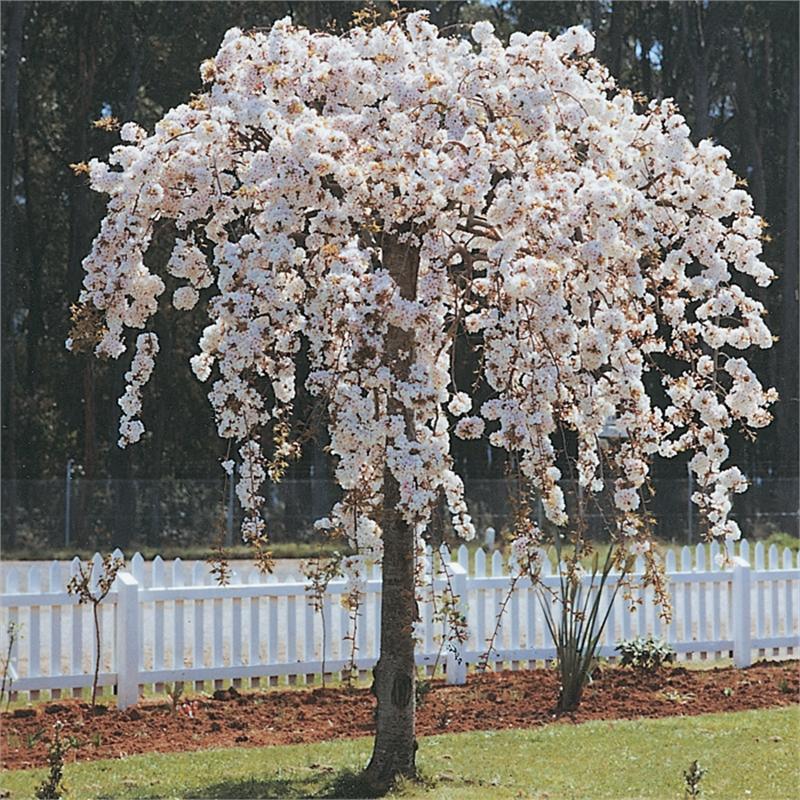 Prunus Subhirtella Pendula - View 4 from www redcrocus com