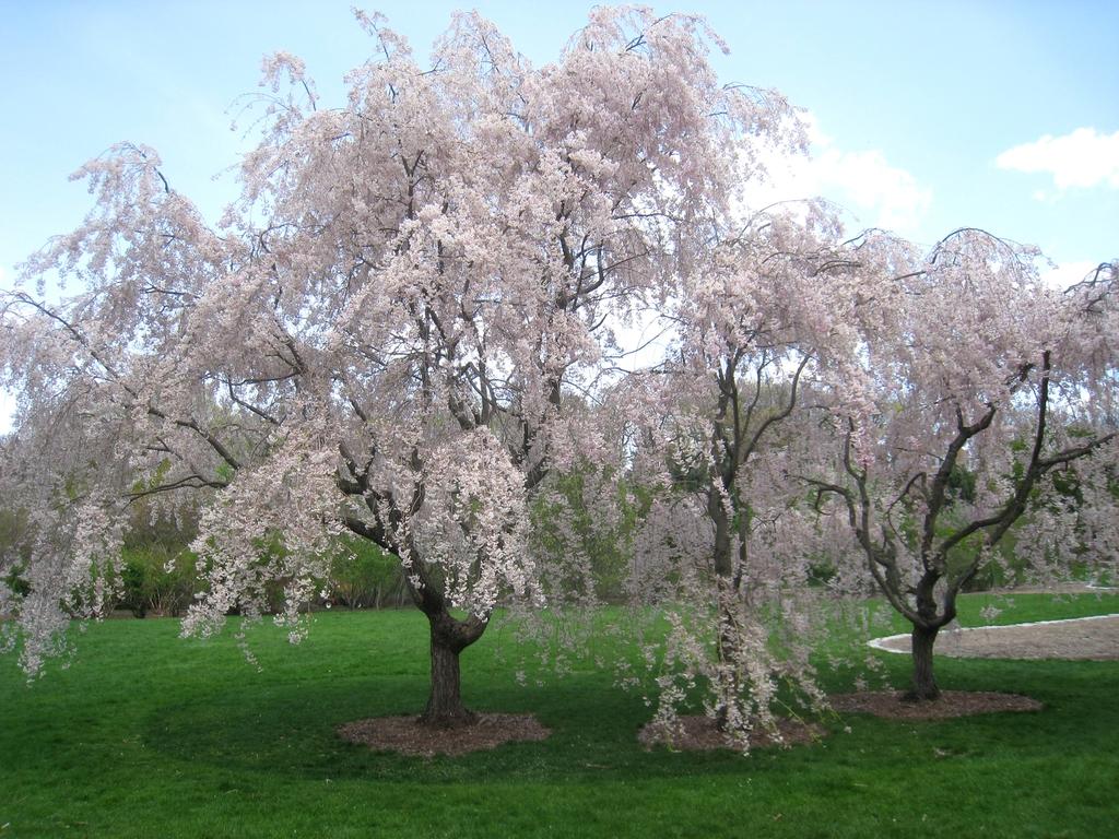 Prunus Subhirtella Pendula - View 7 from www redcrocus com