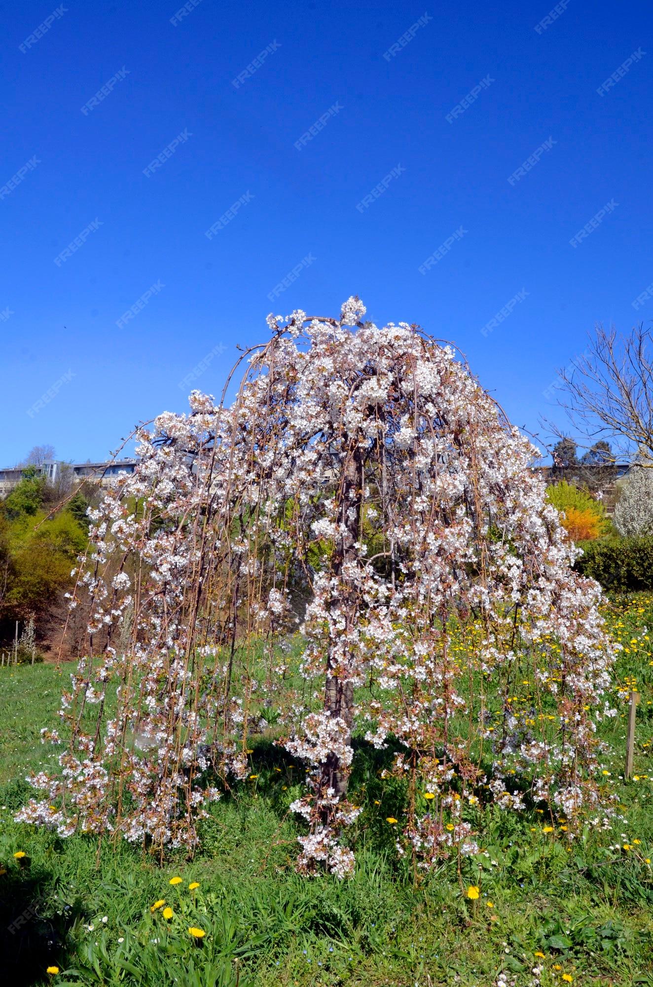 Prunus Subhirtella Pendula - View 8 from www redcrocus com