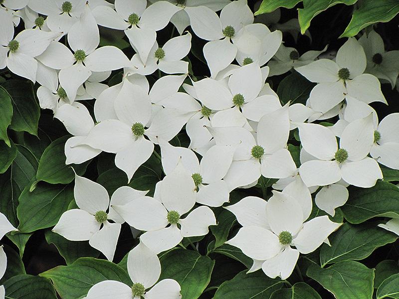 Cornus Kousa Multi Stem - View 15 from www redcrocus com