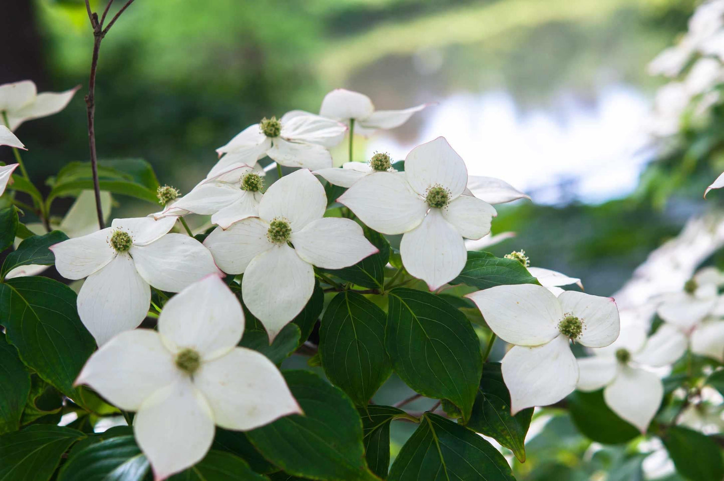 Cornus Kousa Multi Stem - View 16 from www redcrocus com