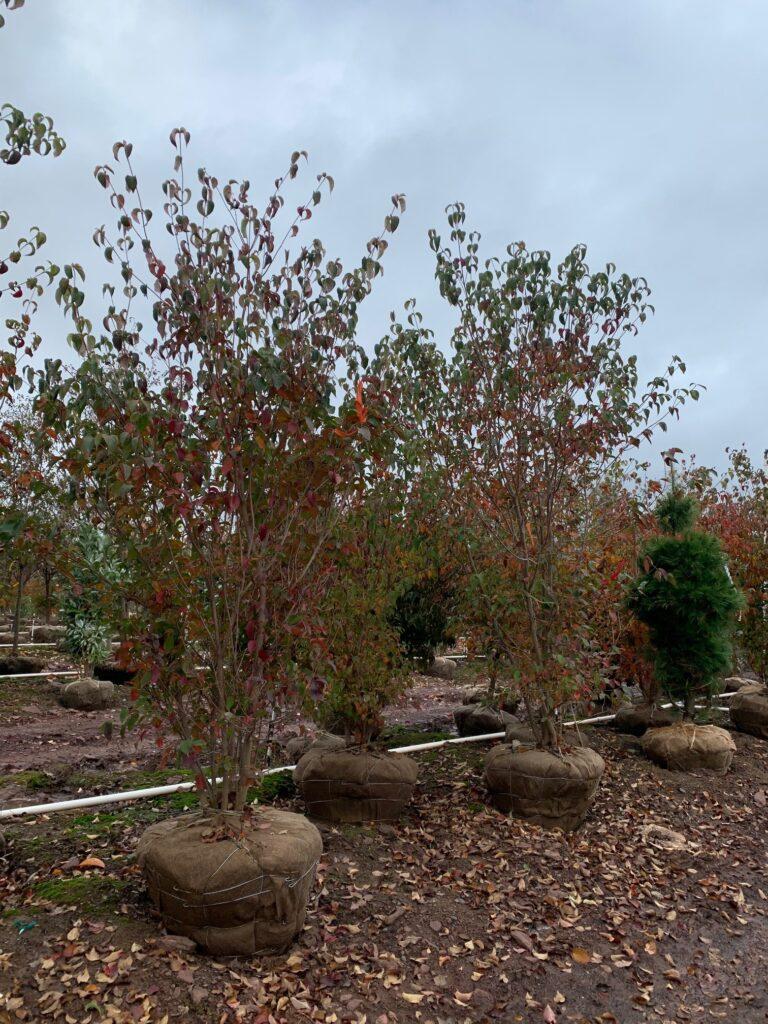 Cornus Kousa Multi Stem - View 18 from www redcrocus com