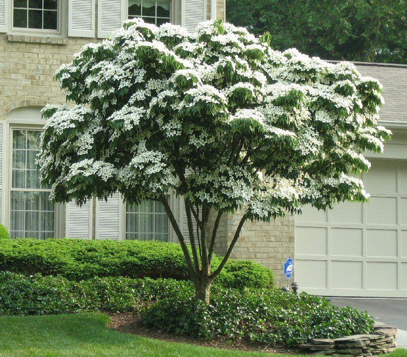 Cornus Kousa Multi Stem - View 19 from www redcrocus com