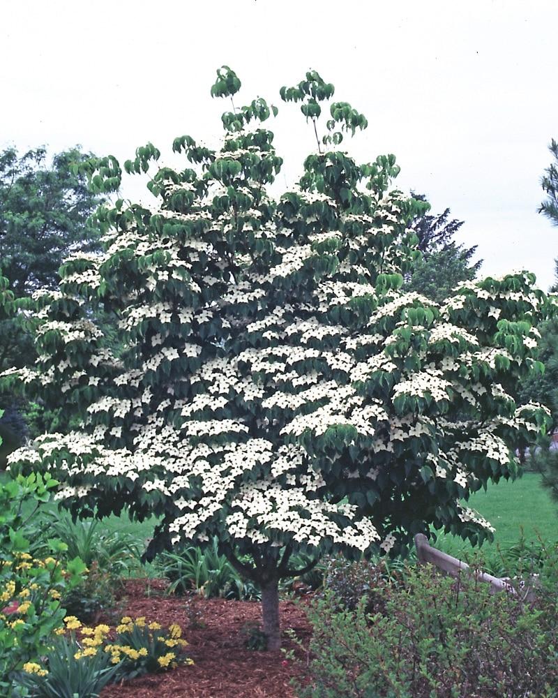 Cornus Kousa Multi Stem - View 2 from www redcrocus com