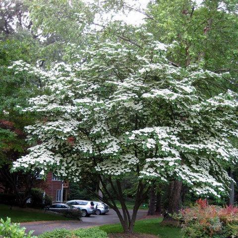 Cornus Kousa Multi Stem - View 7 from www redcrocus com