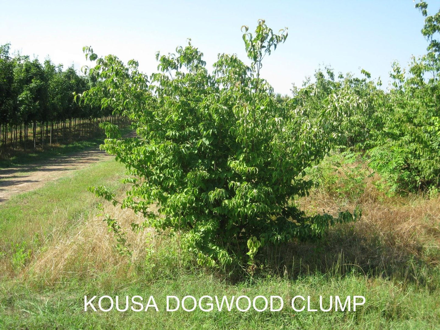 Cornus Kousa Multi Stem - View 9 from www redcrocus com