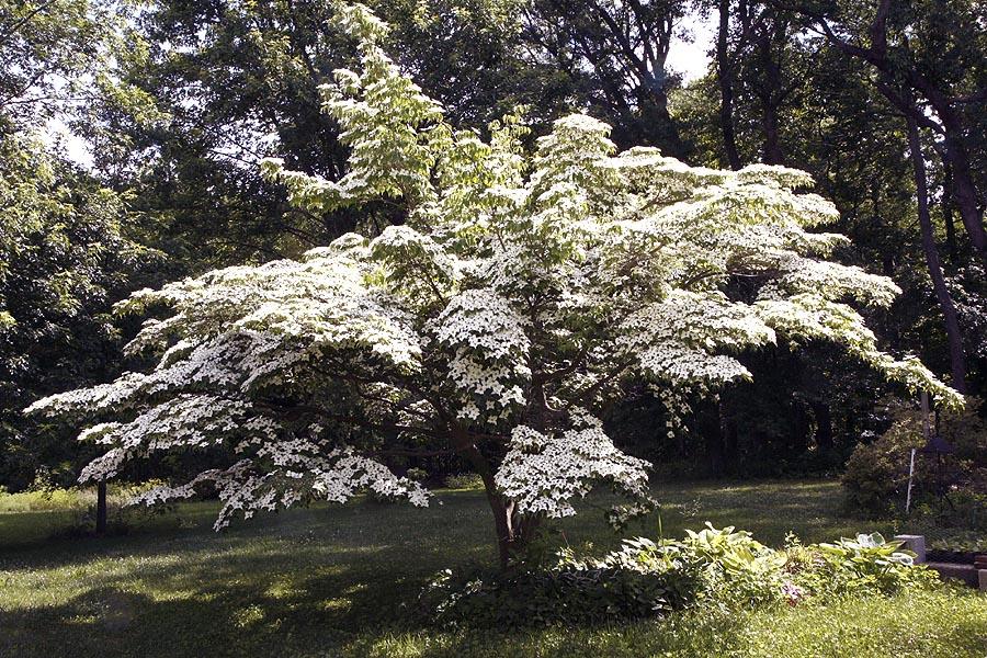 Cornus Kousa Single Stem - View 10 from www redcrocus com