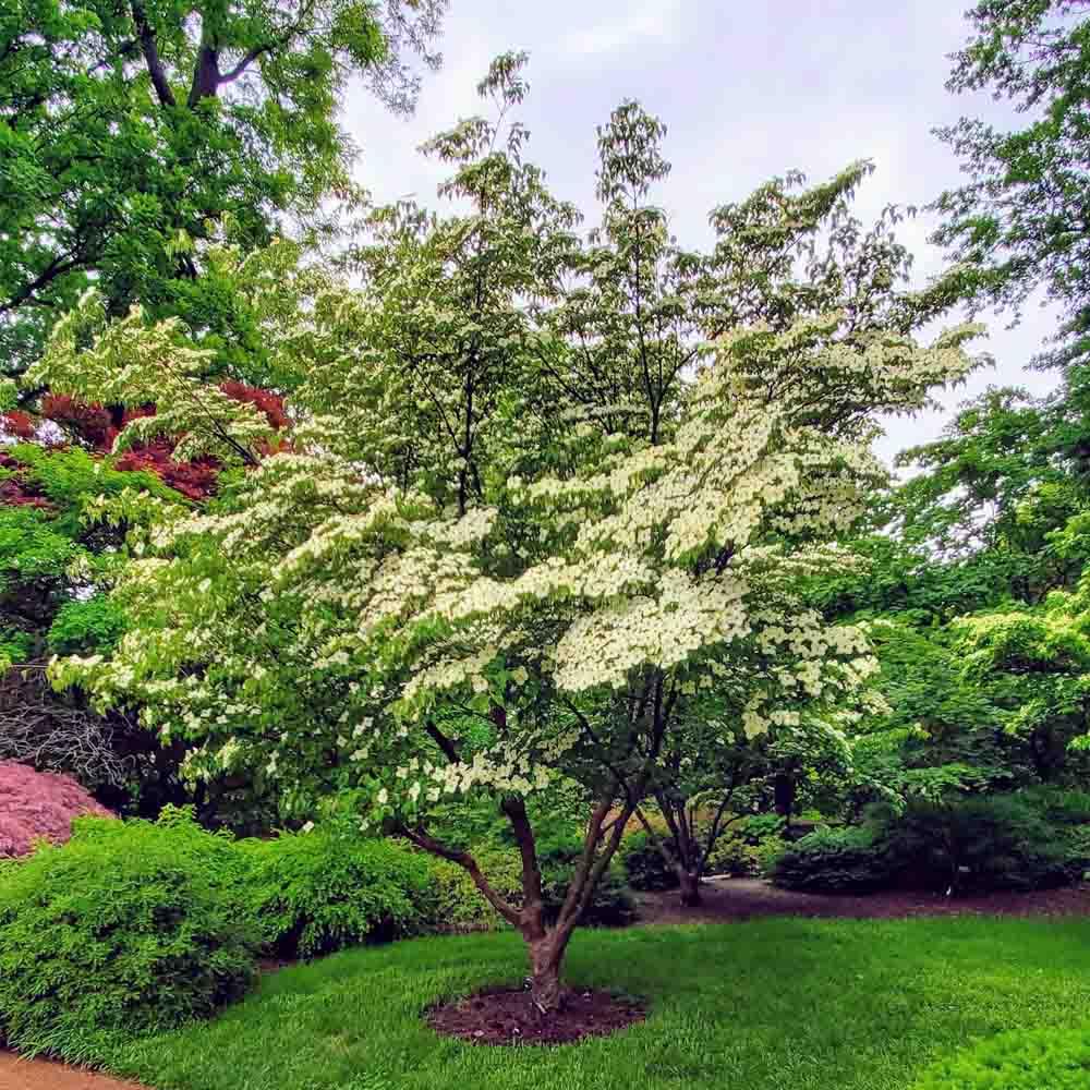 Cornus Kousa Single Stem - View 14 from www redcrocus com