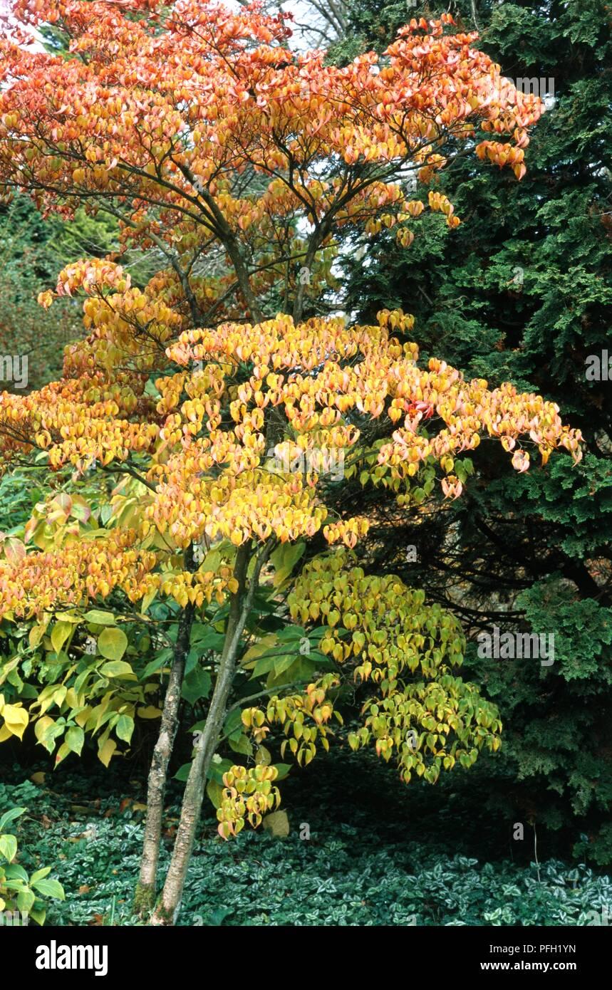 Cornus Kousa Single Stem - View 2 from www redcrocus com