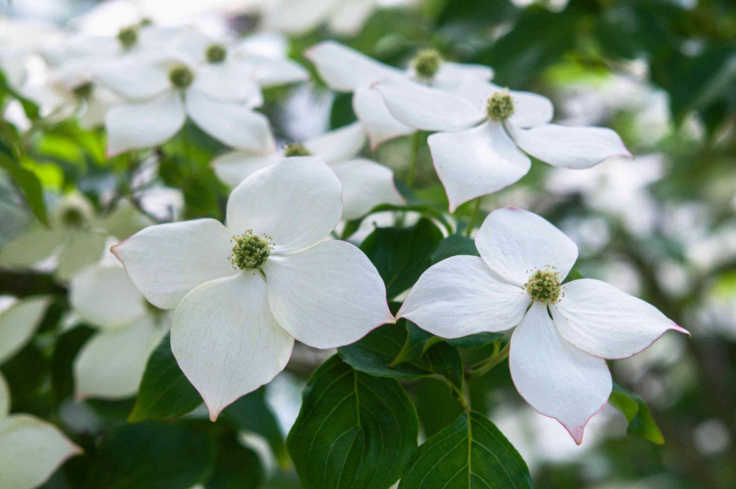 Cornus Kousa Single Stem - View 8 from www redcrocus com