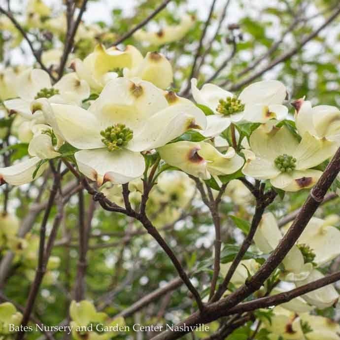 Cornus Florida Cherokee Princess Single Stem - View 15 from www redcrocus com