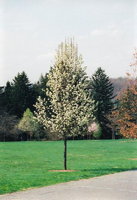 Pyrus Calleryana Cleveland - View 10 from www redcrocus com