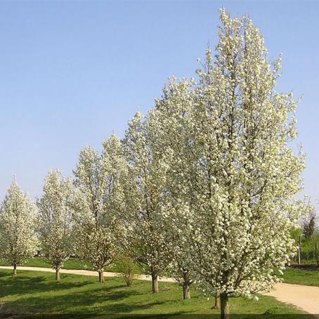 Pyrus Calleryana Cleveland - View 11 from www redcrocus com