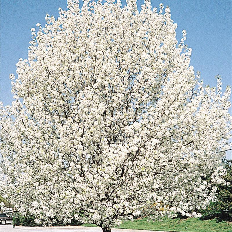 Pyrus Calleryana Cleveland - View 14 from www redcrocus com