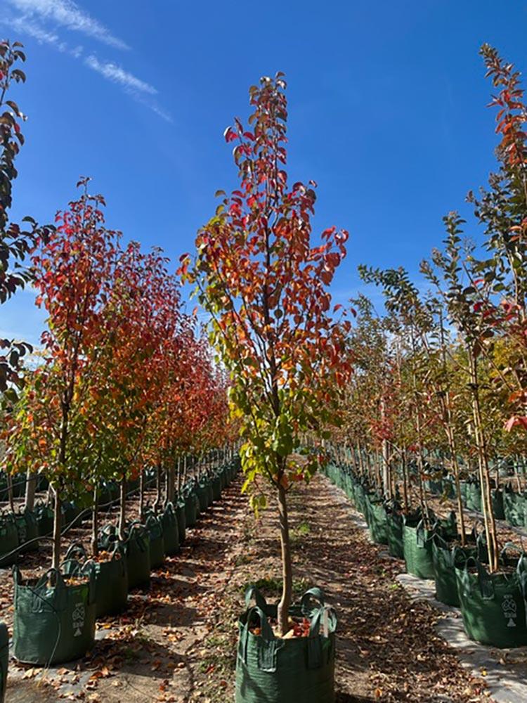 Pyrus Calleryana Cleveland - View 15 from www redcrocus com