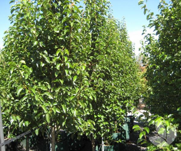 Pyrus Calleryana Cleveland - View 16 from www redcrocus com