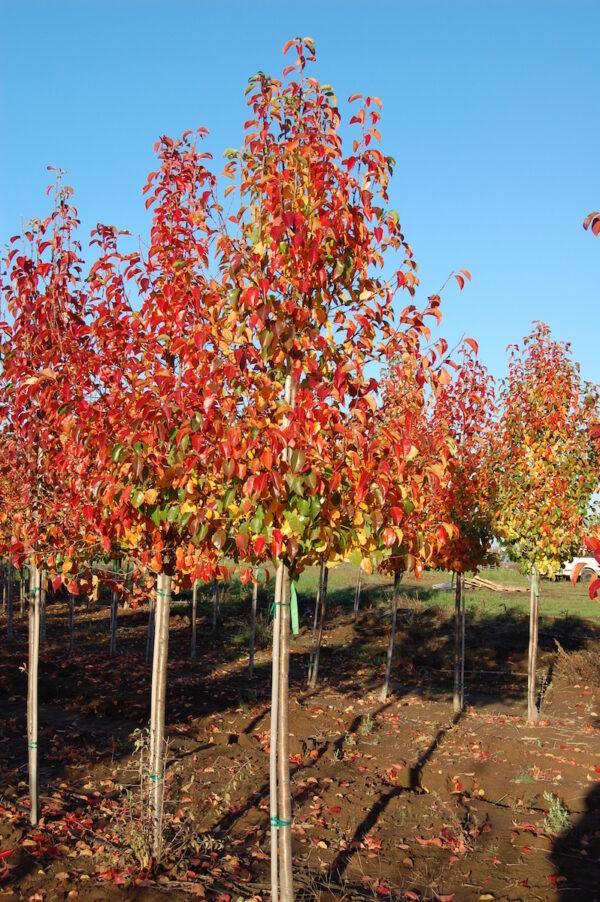Pyrus Calleryana Cleveland - View 5 from www redcrocus com