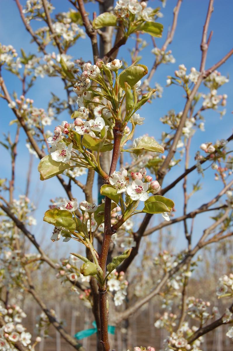 Pyrus Calleryana Cleveland - View 7 from www redcrocus com
