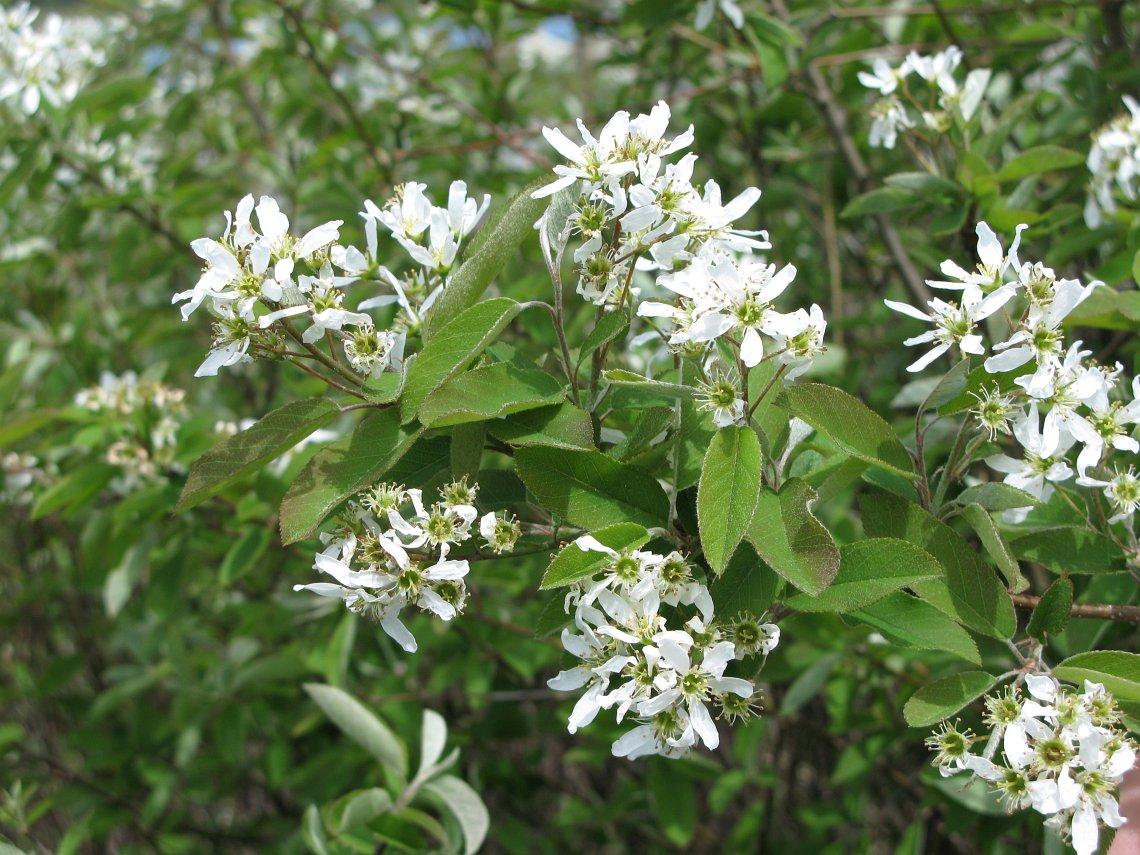Amelanchier Canadensis Multi Stem - View 13 from www redcrocus com