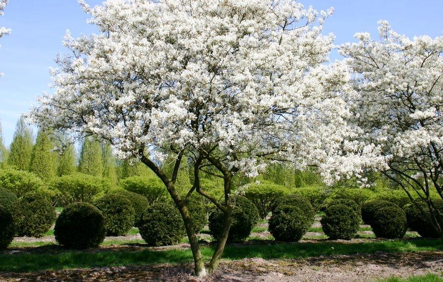 Amelanchier Canadensis Multi Stem - View 15 from www redcrocus com