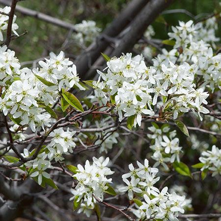 Amelanchier Canadensis Multi Stem - View 3 from www redcrocus com