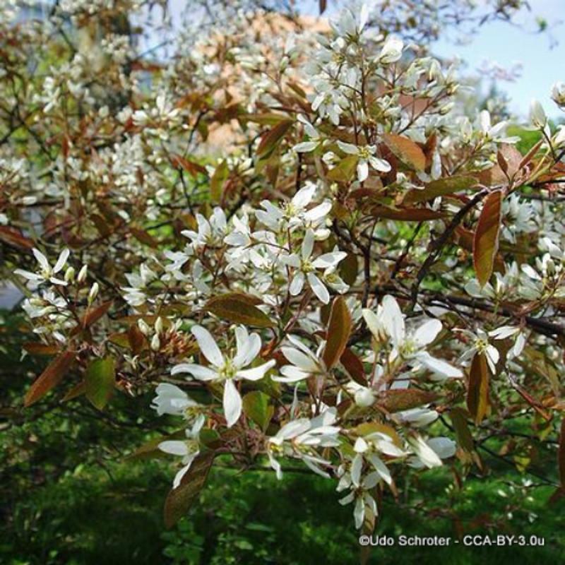 Amelanchier Canadensis Multi Stem - View 4 from www redcrocus com