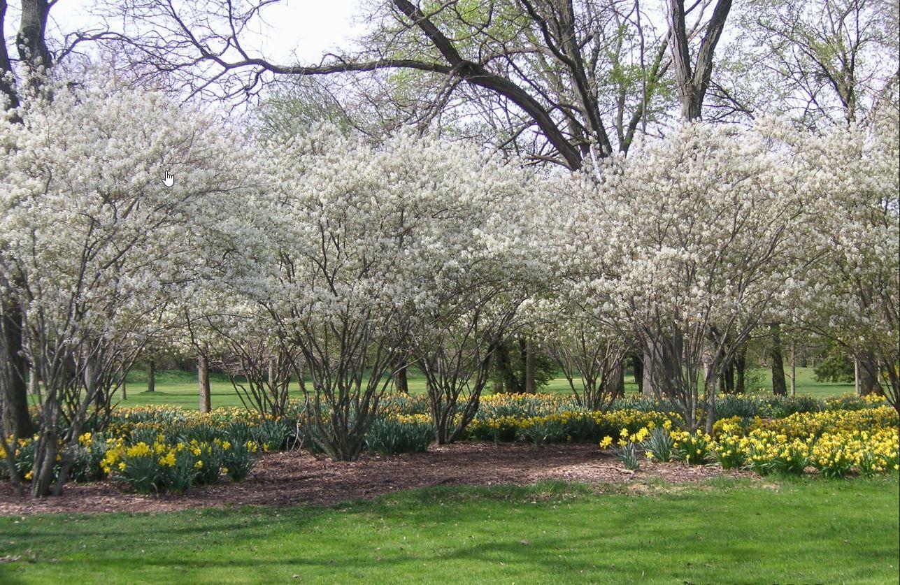Amelanchier Canadensis Multi Stem - View 5 from www redcrocus com