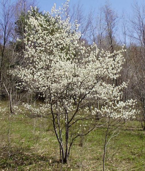 Amelanchier Canadensis Multi Stem - View 7 from www redcrocus com
